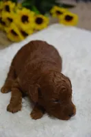 Marlo, a male Poodle - Toy  for sale in Ladysmith, WI – Photo 7 of 7