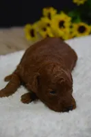 Marlo, a male Poodle - Toy  for sale in Ladysmith, WI – Photo 1 of 7