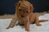 Luca, a male Poodle - Toy  for sale in Ladysmith, WI – 8 of 8