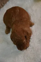 Kahlua, a female Poodle - Toy  for sale in Ladysmith, WI – 7 of 8