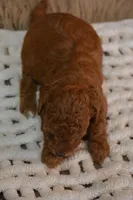 Jax, a female Poodle - Toy  for sale in Ladysmith, WI – 6 of 10