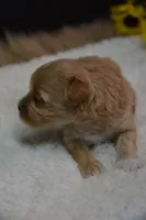 Dozer, a male Maltipoo for sale in Ladysmith, WI – 7 of 9