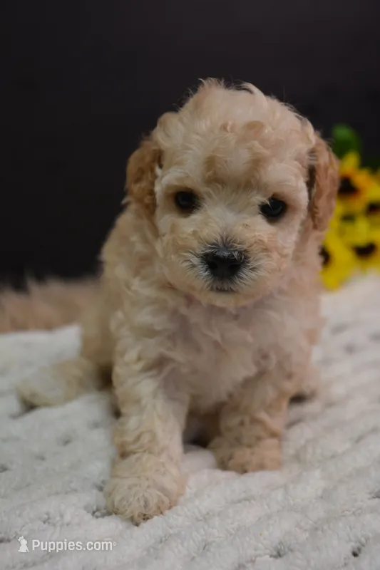 Hunter – Maltipoo puppy for sale in Ladysmith, WI
