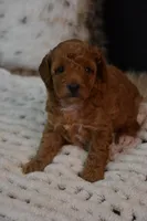 Izzy, a female Poodle - Toy  for sale in Ladysmith, WI – 10 of 10