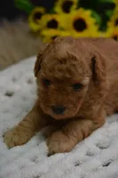 Gipsy, a female Poodle - Toy  for sale in Ladysmith, WI – 10 of 10