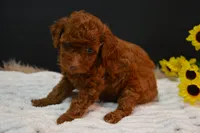Fitz, a male Poodle - Toy  for sale in Ladysmith, WI – 7 of 8