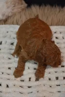 Jax, a female Poodle - Toy  for sale in Ladysmith, WI – 9 of 10