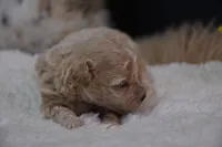 Hugo, a male Maltipoo for sale in Ladysmith, WI – 7 of 10