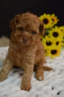 Felix , a male Poodle - Toy  for sale in Ladysmith, WI – 8 of 8