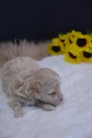 Hugo, a male Maltipoo for sale in Ladysmith, WI – 3 of 10