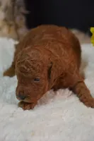 Koda, a male Poodle - Toy  for sale in Ladysmith, WI – 7 of 9