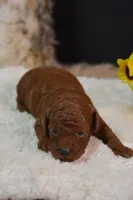 Kip, a male Poodle - Toy  for sale in Ladysmith, WI – 4 of 9