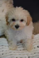 Harley, a male Maltipoo for sale in Ladysmith, WI – 2 of 8