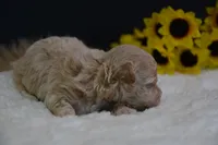 Hugo, a male Maltipoo for sale in Ladysmith, WI – 9 of 10