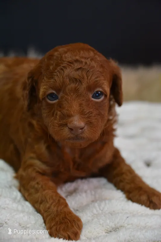Cruz – Poodle - Toy  puppy for sale in Ladysmith, WI