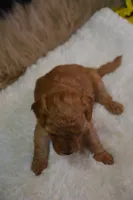 Luca, a male Poodle - Toy  for sale in Ladysmith, WI – 3 of 8