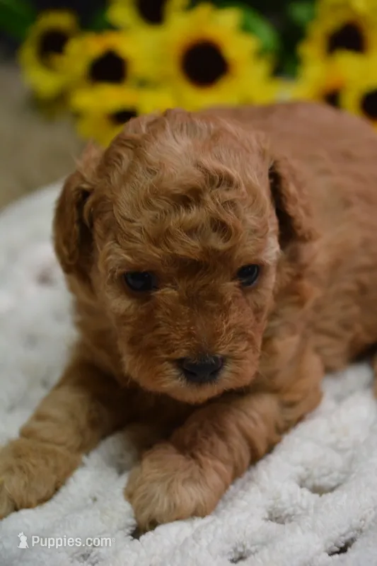 Gipsy – Poodle - Toy  puppy for sale in Ladysmith, WI