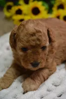 Gipsy, a female Poodle - Toy  for sale in Ladysmith, WI – 1 of 10