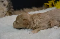 Dixie, a female Maltipoo for sale in Ladysmith, WI – 7 of 9