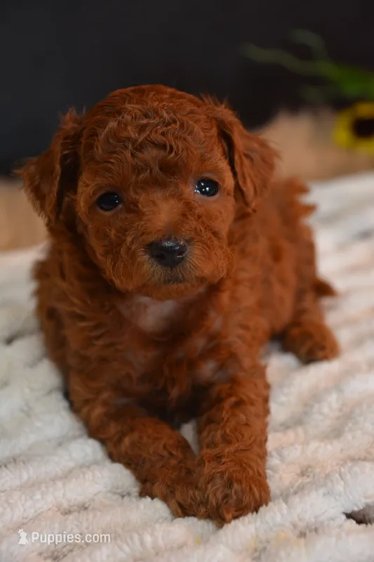 Jazzy – Poodle - Toy  puppy for sale in Ladysmith, WI