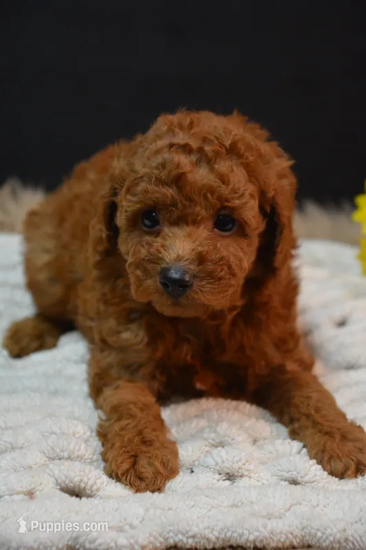 Koda -AKC – Poodle - Toy  puppy for sale in Ladysmith, WI