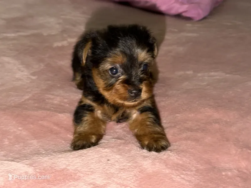 Bowser – Yorkshire Terrier puppy for sale in Kissimmee, FL