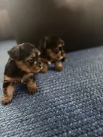 Bowser, a male Yorkshire Terrier for sale in Kissimmee, FL – 2 of 2