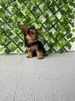 Teddy is vaccinated, trained & very smart, a male Yorkshire Terrier for sale in Kissimmee, FL – Photo 5 of 7