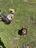 Teddy is vaccinated, trained & very smart, a male Yorkshire Terrier for sale in Kissimmee, FL – Photo 6 of 7