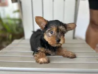 Teddy, a male Yorkshire Terrier for sale in Kissimmee, FL – Photo 2 of 4
