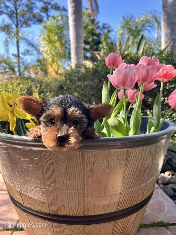 Teddy – Yorkshire Terrier puppy for sale in Kissimmee, FL
