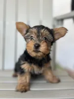 Teddy is vaccinated, trained & very smart, a male Yorkshire Terrier for sale in Kissimmee, FL – Photo 7 of 7