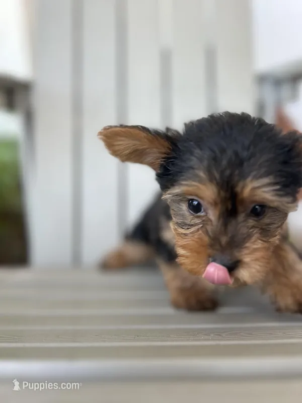 Teddy – Yorkshire Terrier puppy for sale in Kissimmee, FL