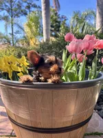Teddy, a male Yorkshire Terrier for sale in Kissimmee, FL – Photo 4 of 4