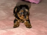 Daisy, a female Yorkshire Terrier for sale in Kissimmee, FL – 1 of 2
