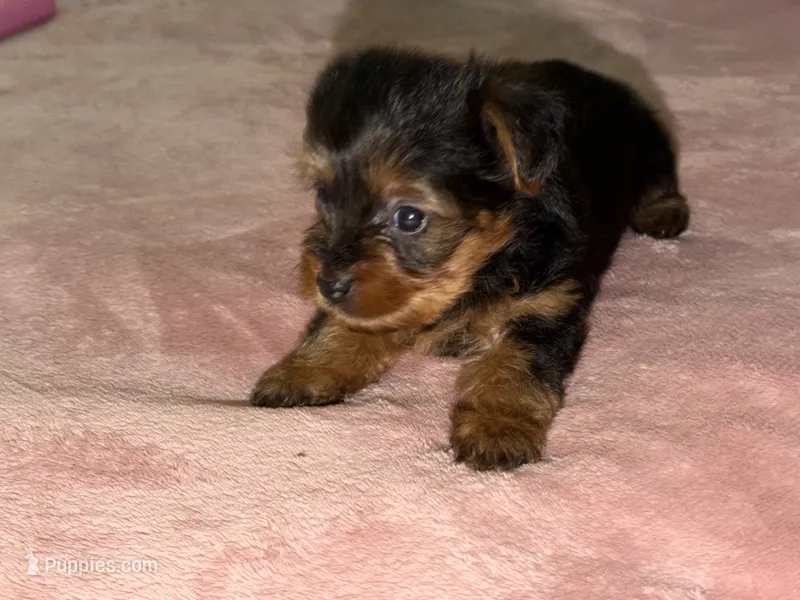 Peach – Yorkshire Terrier puppy for sale in Kissimmee, FL