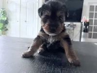 Daisy, a female Yorkshire Terrier for sale in Kissimmee, FL – 4 of 4