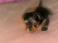 Daisy, a female Yorkshire Terrier for sale in Kissimmee, FL – 2 of 4
