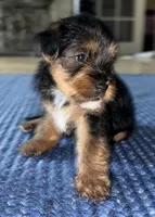 Daisy, a female Yorkshire Terrier for sale in Kissimmee, FL – 1 of 4