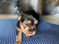 Daisy, a female Yorkshire Terrier for sale in Kissimmee, FL – 3 of 4