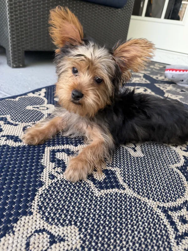 Puppies for sale in 4 months – Yorkshire Terrier puppy for sale in Kissimmee, FL