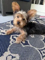 Puppies for sale in 4 months, a  Yorkshire Terrier for sale in Kissimmee, FL – 1 of 1