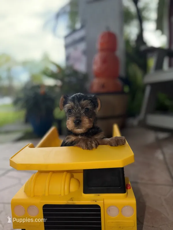 Bowser – Yorkshire Terrier puppy for sale in Kissimmee, FL