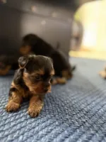 Peach, a female Yorkshire Terrier for sale in Kissimmee, FL – 3 of 3