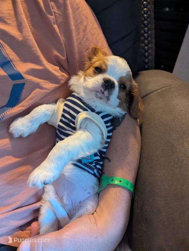 Tango – Cavalier King Charles Spaniel puppy for sale in Branson West, MO
