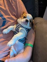 Paul, a male Cavalier King Charles Spaniel for sale in Branson West, MO – 2 of 9