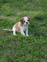 Paul, a male Cavalier King Charles Spaniel for sale in Branson West, MO – 6 of 9