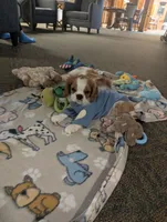Tango, a male Cavalier King Charles Spaniel for sale in Branson West, MO – 4 of 10
