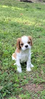 Paul, a male Cavalier King Charles Spaniel for sale in Branson West, MO – 9 of 9