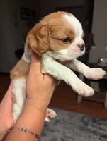 Paul, a male Cavalier King Charles Spaniel for sale in Branson West, MO – 3 of 9